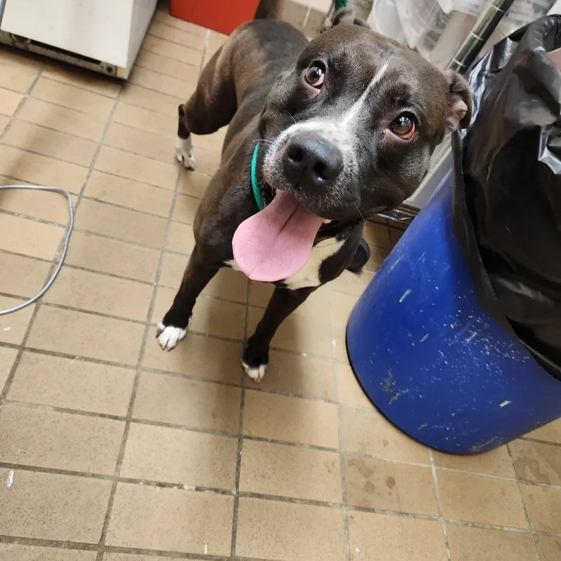 An adult medium-sized male Brown / Chocolate Pit Bull Terrier dog named Rabbit for adoption in Birmingham, AL