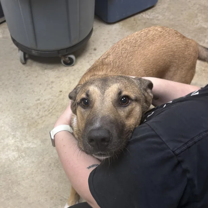 An adult medium-sized male German Shepherd Dog dog named Roscoe U for adoption in Tupelo, MS