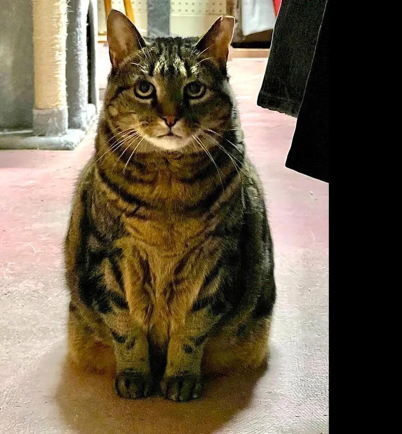 An adult large-sized female Brown / Chocolate American Shorthair cat named Amber for adoption in Westwood, NJ