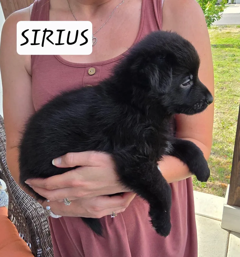 A baby medium-sized male Black Labrador Retriever dog named Sirus for adoption in Sanford, NC