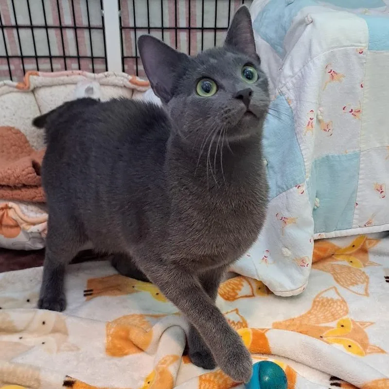 A young medium-sized male Gray / Blue / Silver Domestic Short Hair cat named Smitty Dealio for adoption in Chicago, IL