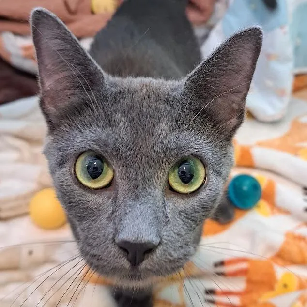 Smitty Dealio thumbnail 2