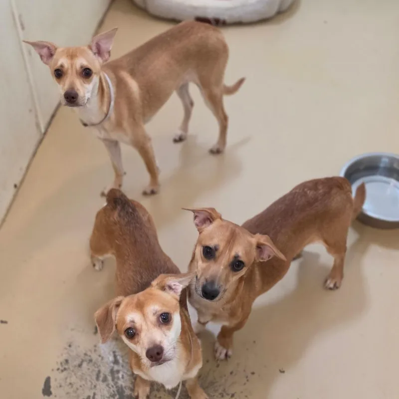 A young small-sized female Yellow / Tan / Blond / Fawn Terrier dog named MJ  Chino Hills for adoption in Chino Hills, CA