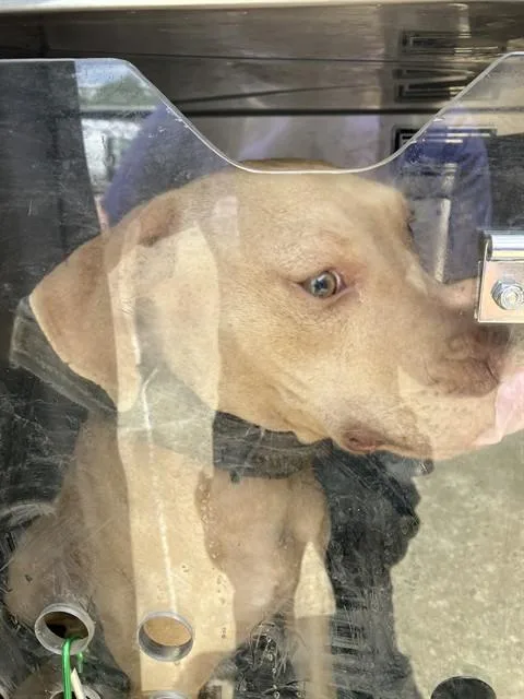 A young medium-sized female Mixed Breed dog named Valerie for adoption in Dallas, TX