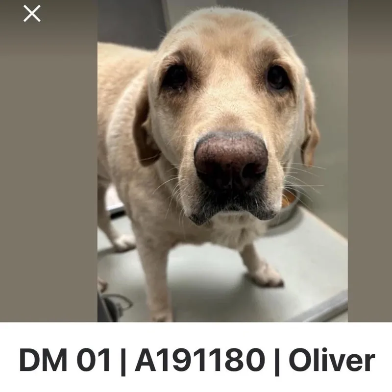 A senior extra large-sized male Yellow Labrador Retriever dog named Oliver for adoption in Spring Hill, KS
