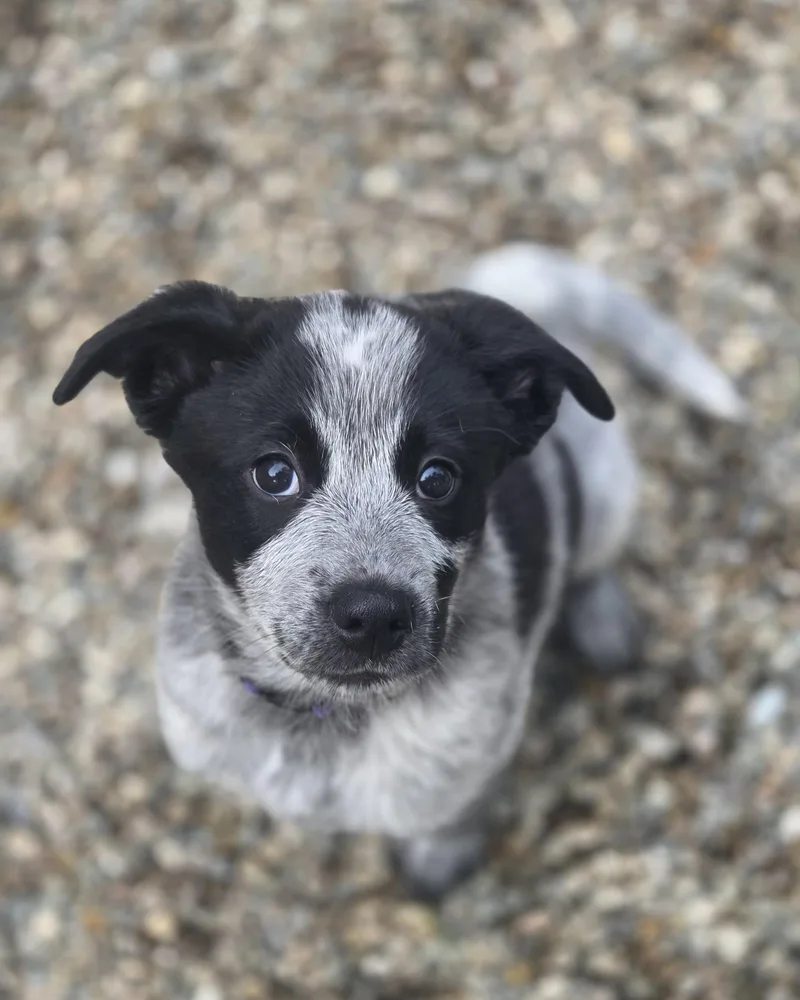 A baby medium-sized female Gray / Blue / Silver Australian Cattle Dog / Blue Heeler dog named Frodo for adoption in Garden City, NY