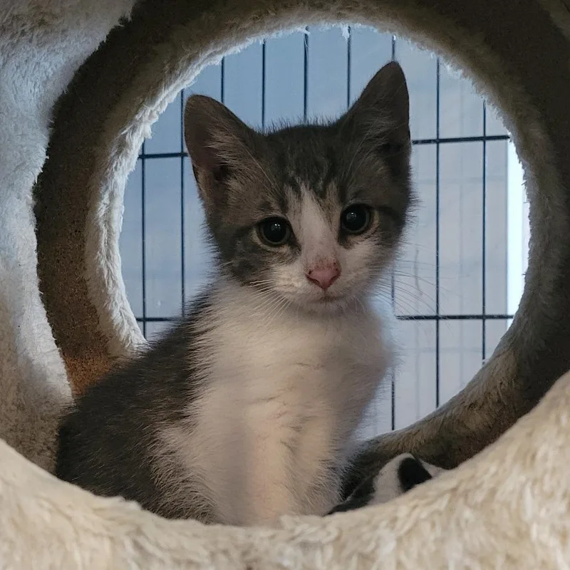 A baby small-sized male Gray / Blue / Silver Domestic Short Hair cat named Oakity for adoption in Rochester, MN