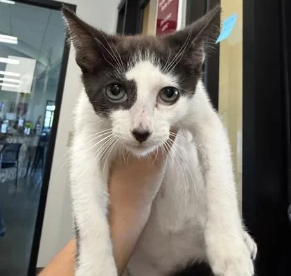 A baby medium-sized male Black & White / Tuxedo Domestic Short Hair cat named Elm for adoption in Dubuque, IA