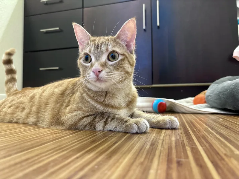 A young medium-sized female Tabby (Orange / Red) Domestic Short Hair cat named Omlette for adoption in Davis, CA