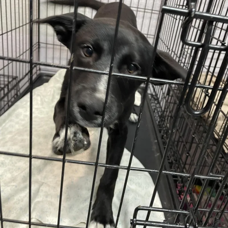 A baby medium-sized male Black Mixed Breed dog named Taz for adoption in Port Charlotte, FL