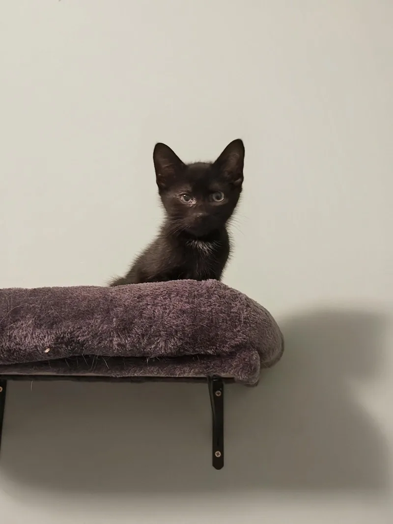 A baby medium-sized male Black Domestic Short Hair cat named Trevor for adoption in Rochester, NY