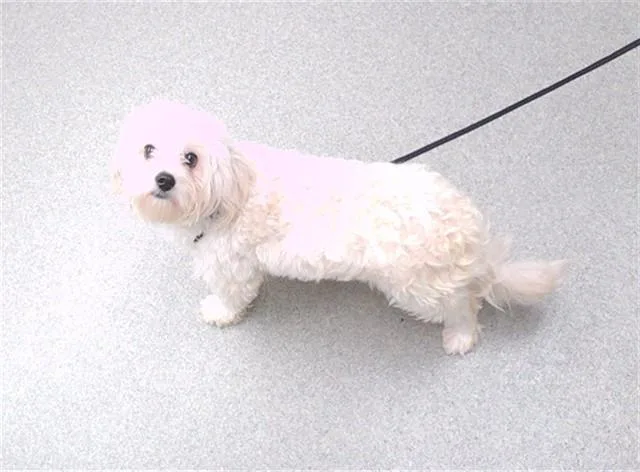 A young small-sized male Poodle dog named Licorice for adoption in Omaha, NE