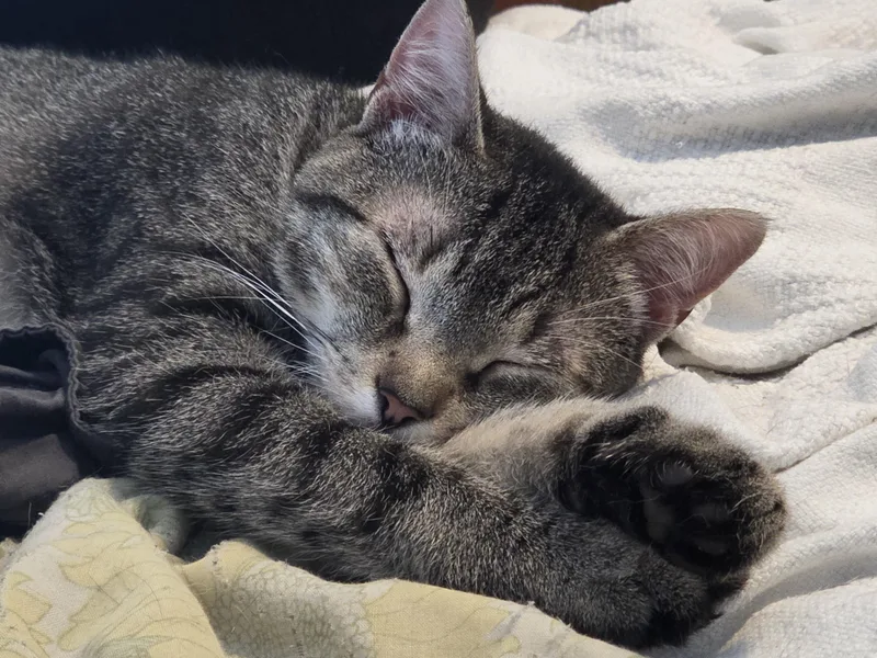 Heidi