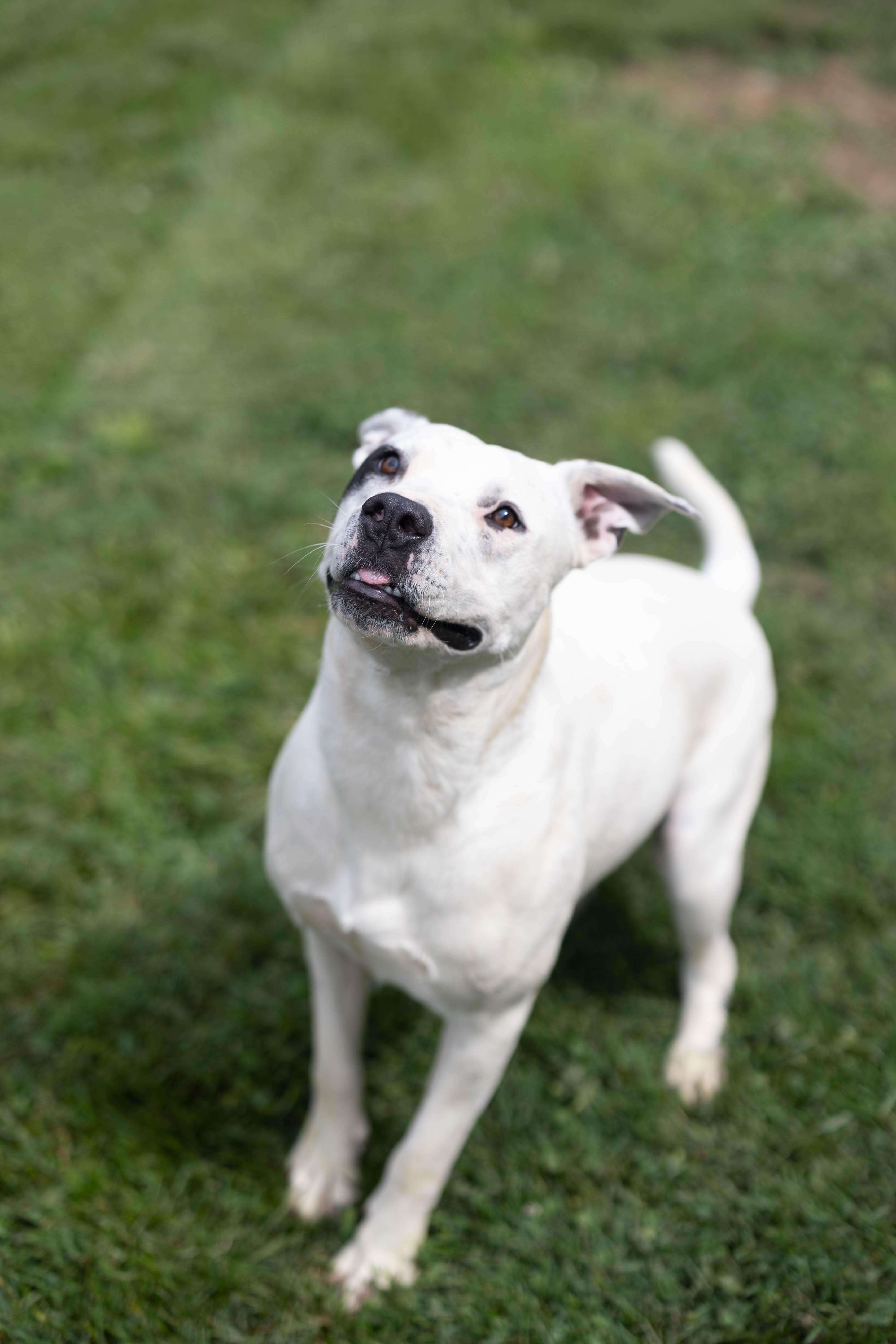 An adult medium-sized male Pit Bull Terrier dog named Teddy for adoption in Talbott, TN