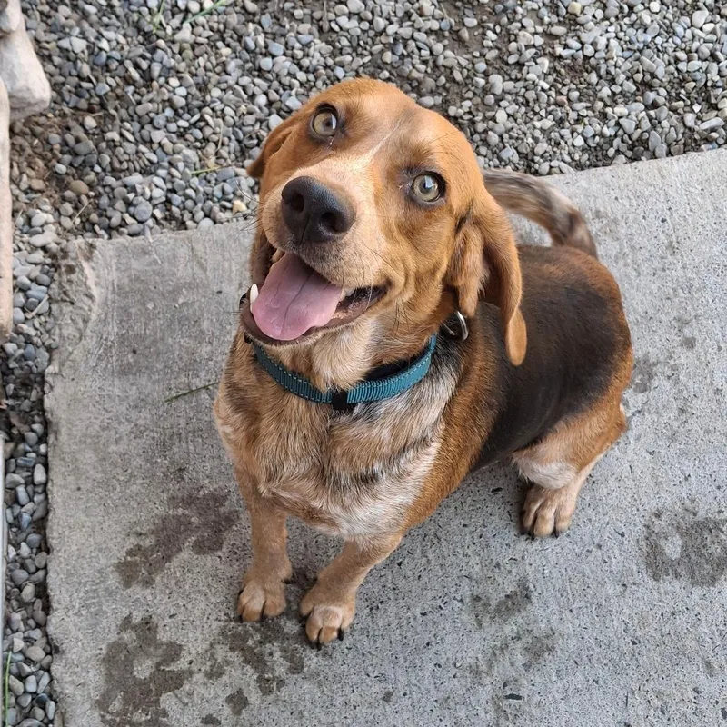 A young medium-sized male Red / Chestnut / Orange Mixed Breed dog named Shaemus for adoption in Fairport, NY