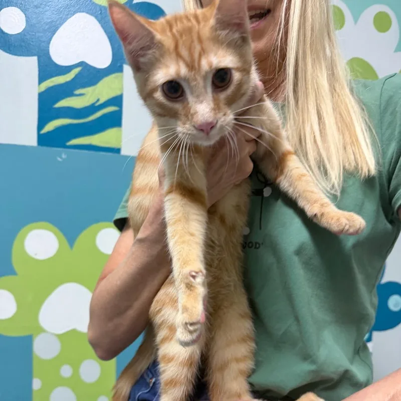 Tigger thumbnail 2