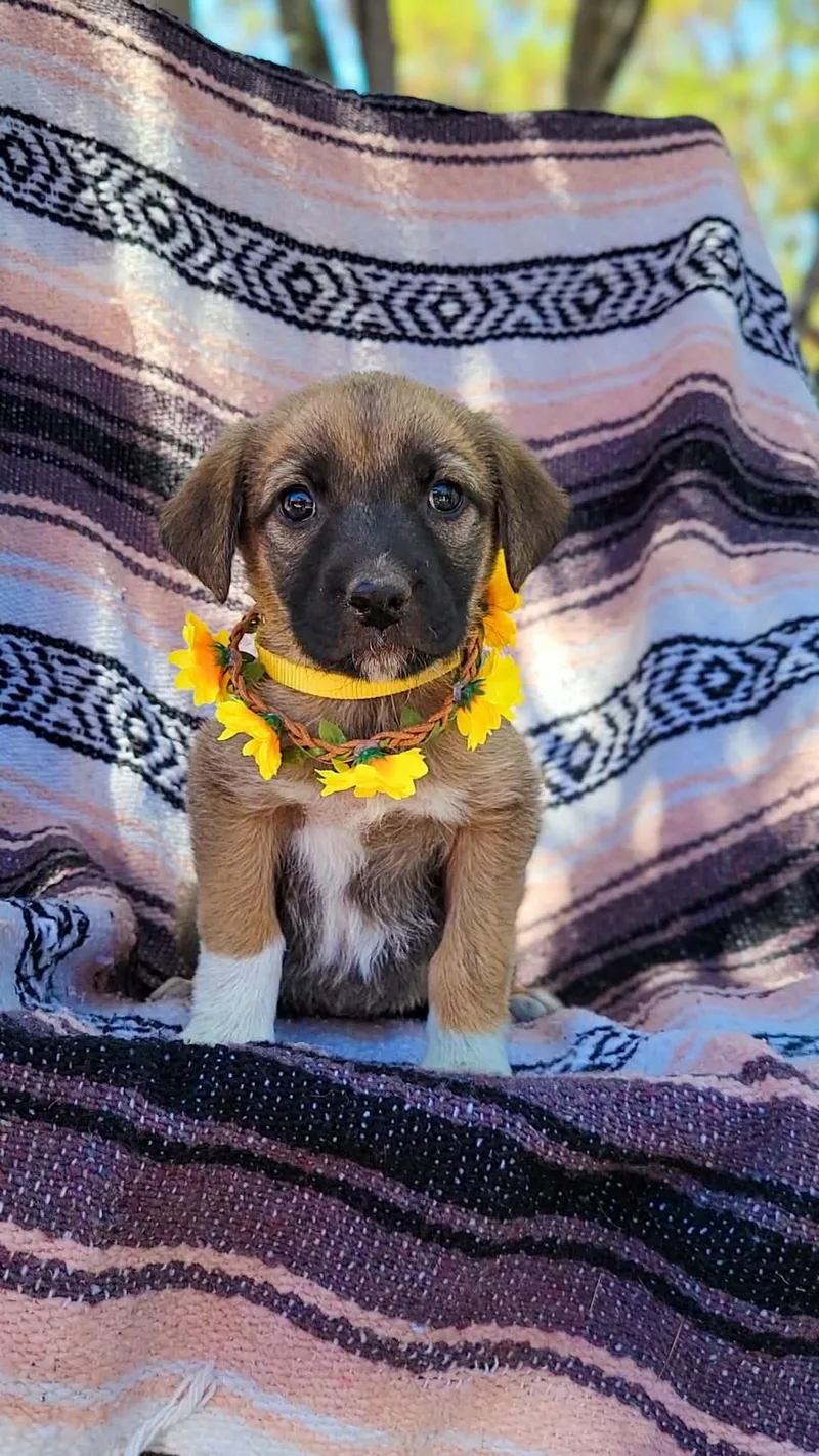 A baby medium-sized female German Shepherd Dog dog named Ladybug for adoption in Anza, CA