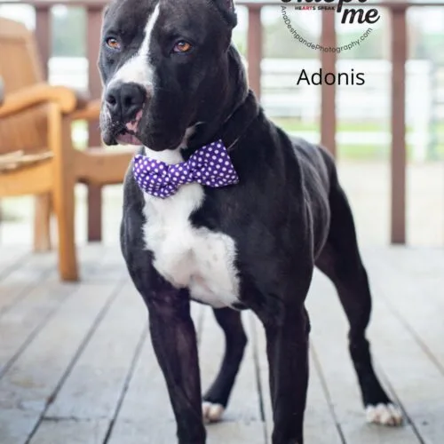Adonis thumbnail 4
