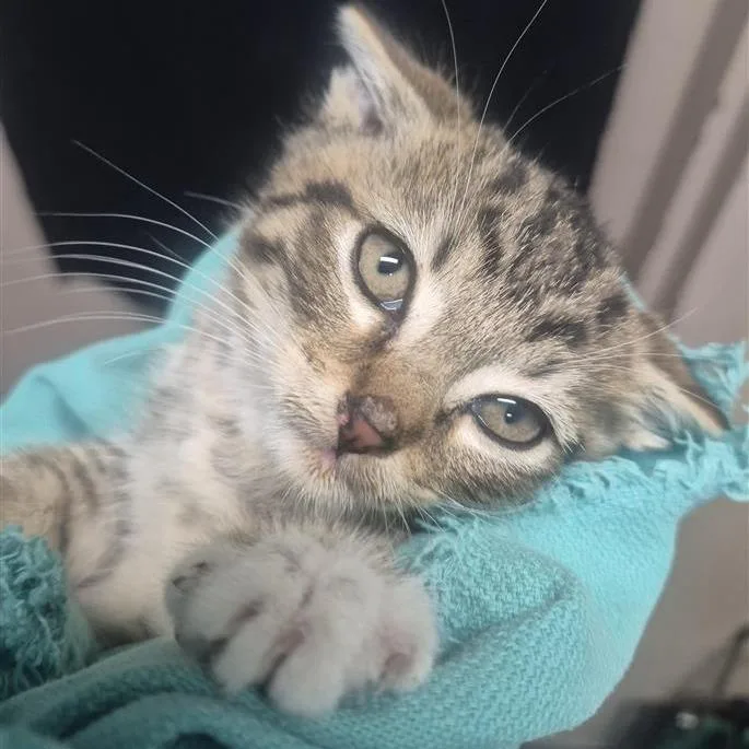 A baby small-sized male Brown / Chocolate Domestic Short Hair cat named Sokka for adoption in Tacoma, WA