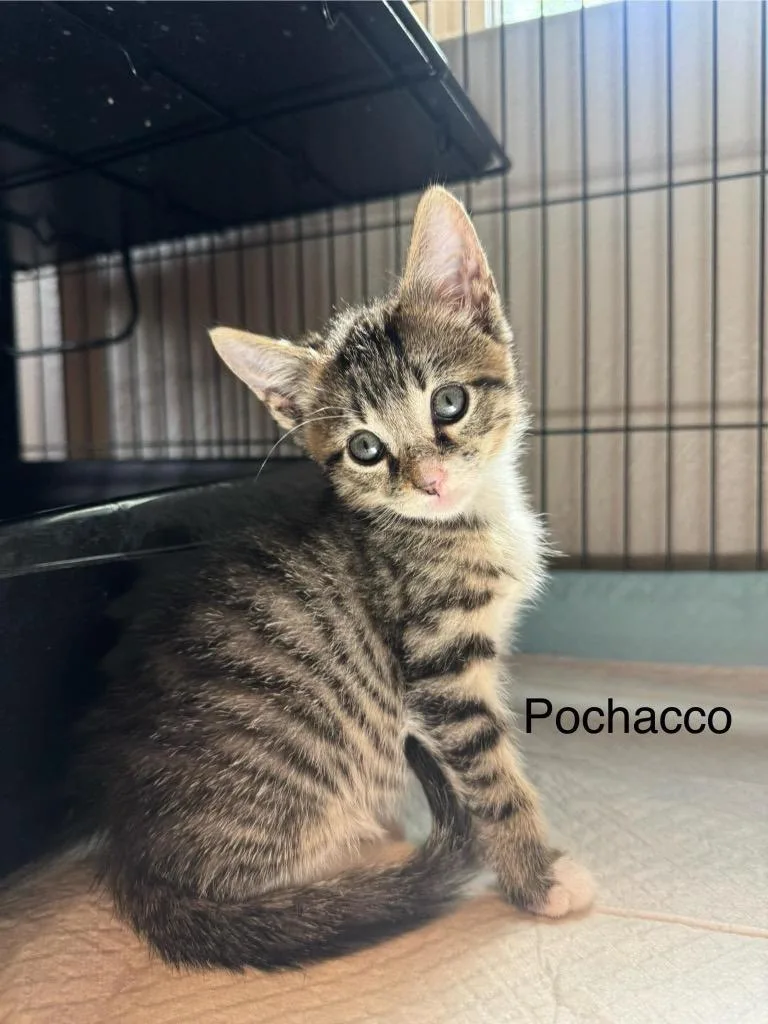 A baby small-sized male Domestic Short Hair cat named Pochacco for adoption in Orlando, FL