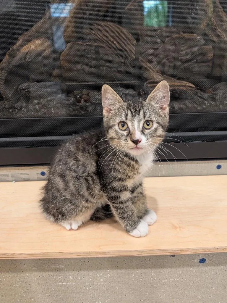 A baby medium-sized male Domestic Short Hair cat named Negroni for adoption in Farmington, MN