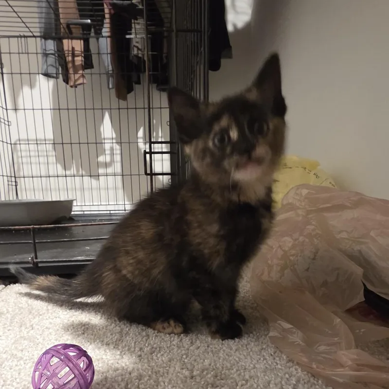 A baby small-sized female Tortoiseshell Domestic Short Hair cat named Dory for adoption in Medina, OH