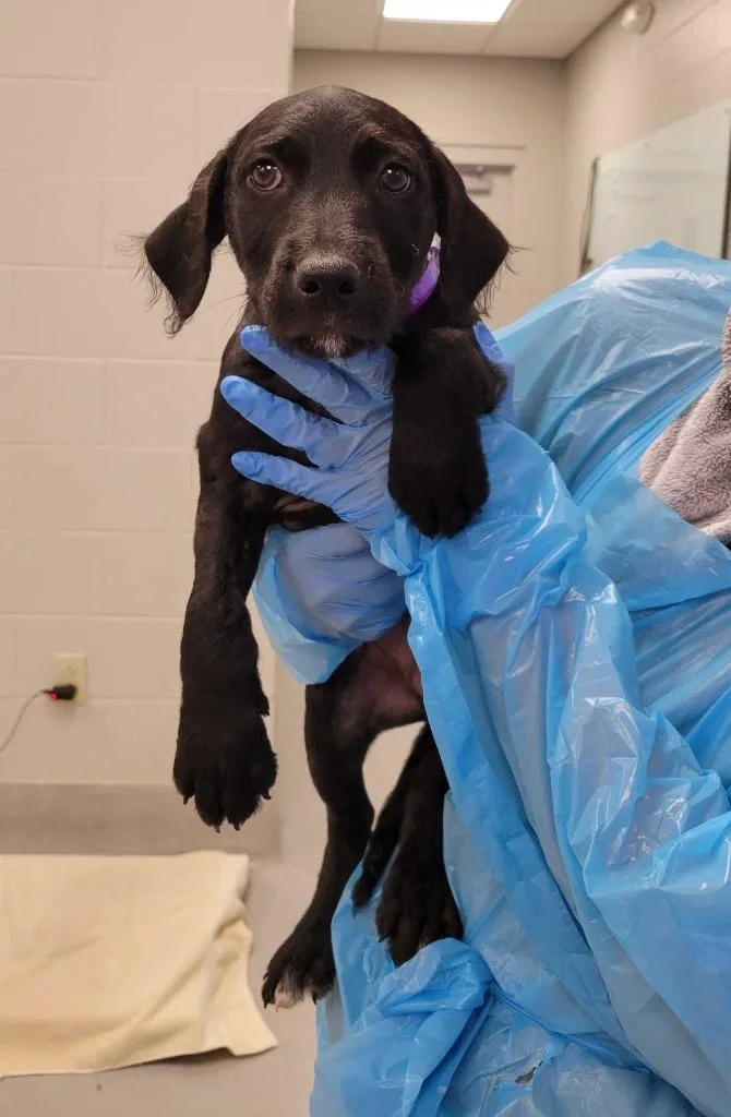 A baby medium-sized female Mixed Breed dog named Circle for adoption in Chillicothe, OH