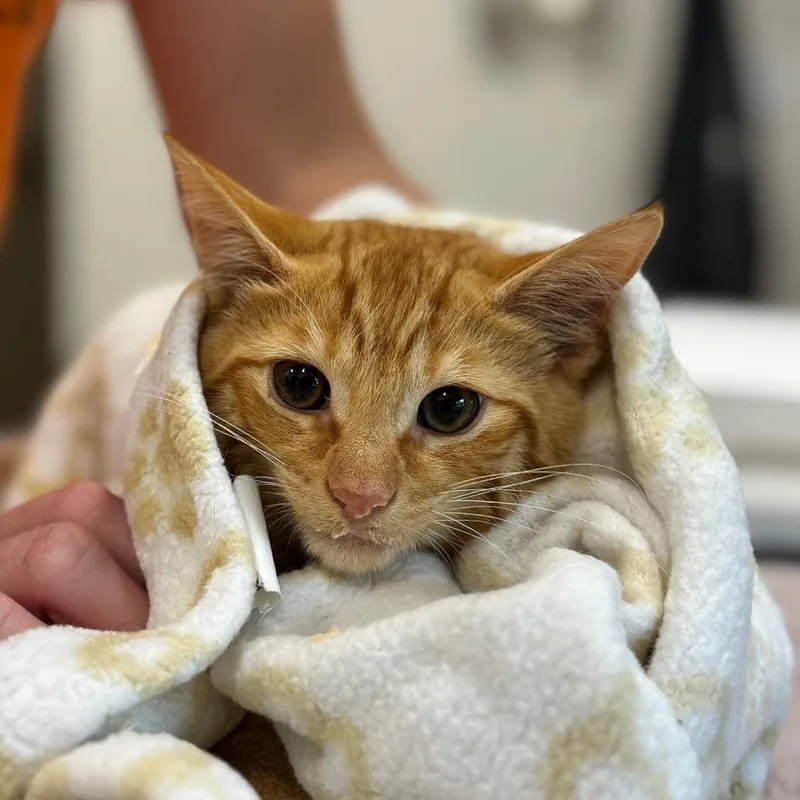 A baby small-sized male Orange / Red Domestic Short Hair cat named Zane for adoption in Nashville, IN