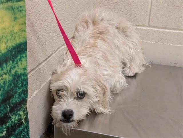 An adult small-sized male Terrier dog named Dallas for adoption in Moreno Valley, CA