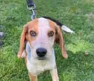 A baby small-sized male Tricolor (Brown, Black, & White) Beagle dog named Rooster for adoption in Atco, NJ