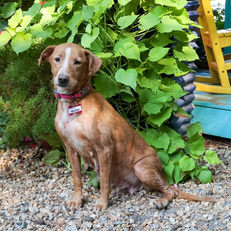 A young medium-sized female Brown / Chocolate Hound dog named Melanie for adoption in Wake Forest, NC