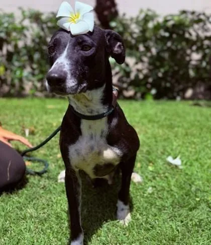 A senior large-sized female Mixed Breed dog named Cashmere for adoption in Honolulu, HI