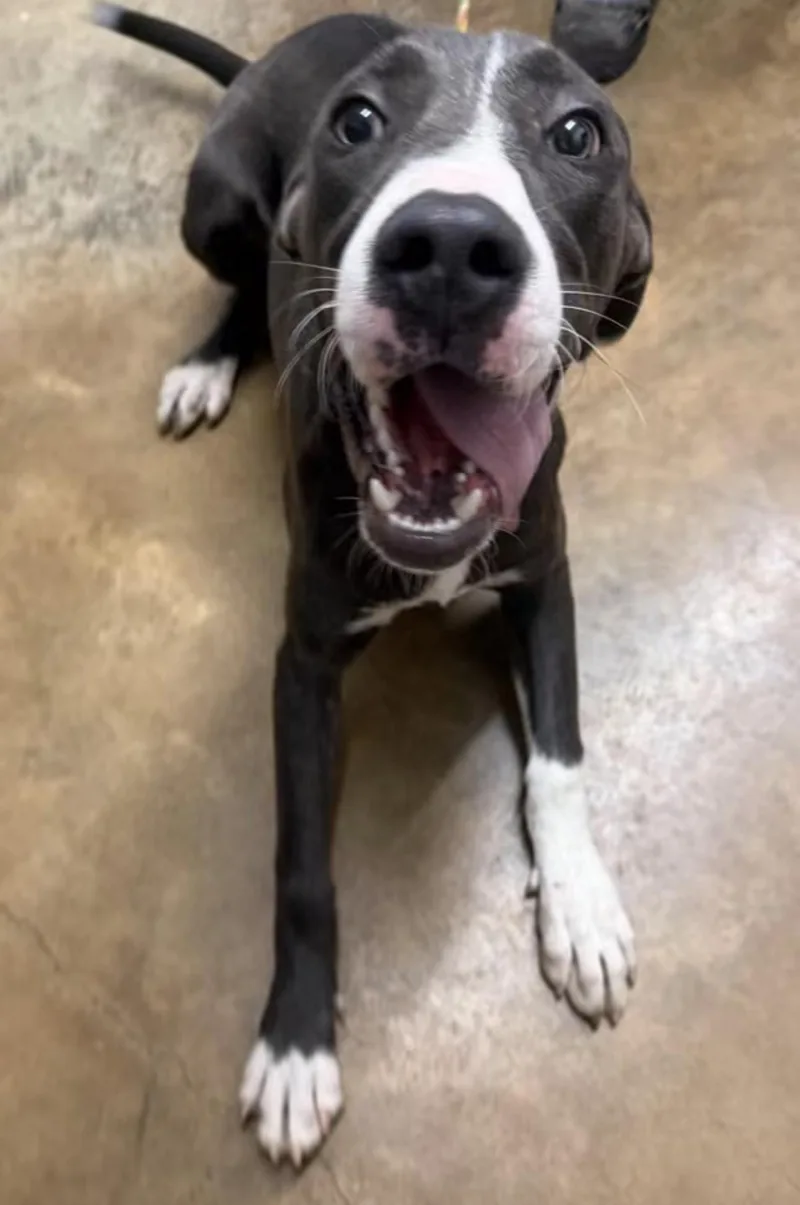 A young large-sized male Gray / Blue / Silver Great Dane dog named Apollo for adoption in Vicksburg, MS