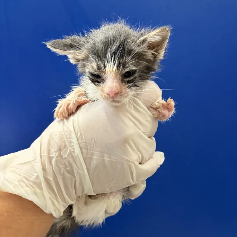 A baby small-sized female Gray / Blue / Silver Domestic Short Hair cat named Lucy for adoption in Long Beach, CA