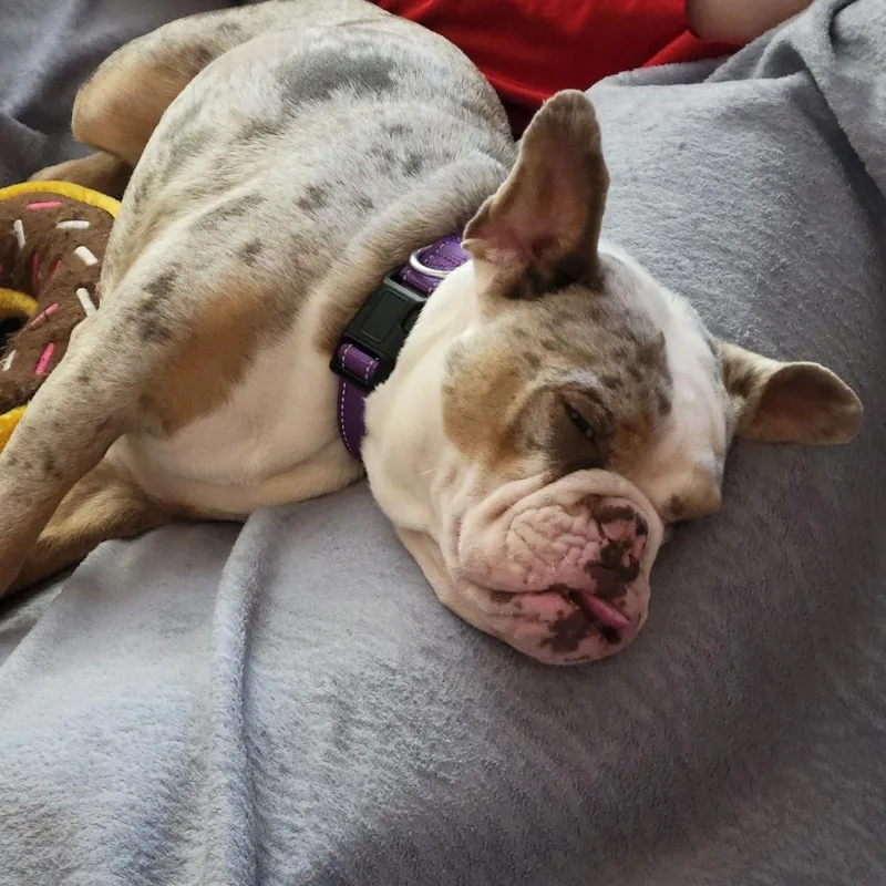 Bessie