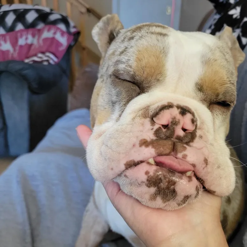 Bessie thumbnail 5