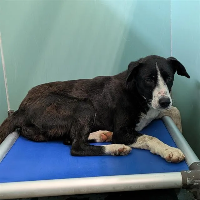 An adult large-sized female Border Collie dog named Lily for adoption in Camarillo, CA