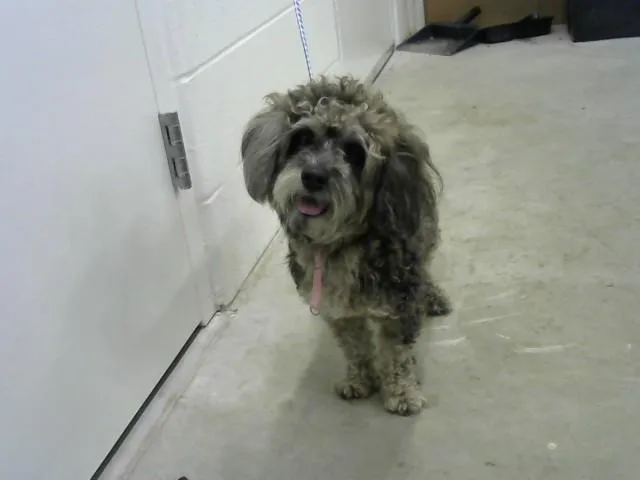 A young small-sized male Poodle dog named Toto for adoption in Toledo, OH