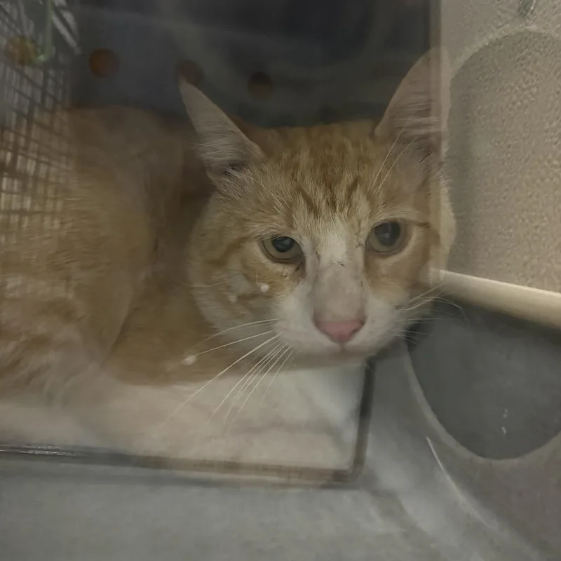 An adult large-sized male Orange / Red Domestic Short Hair cat named Working Cat Go Fish for adoption in Tacoma, WA