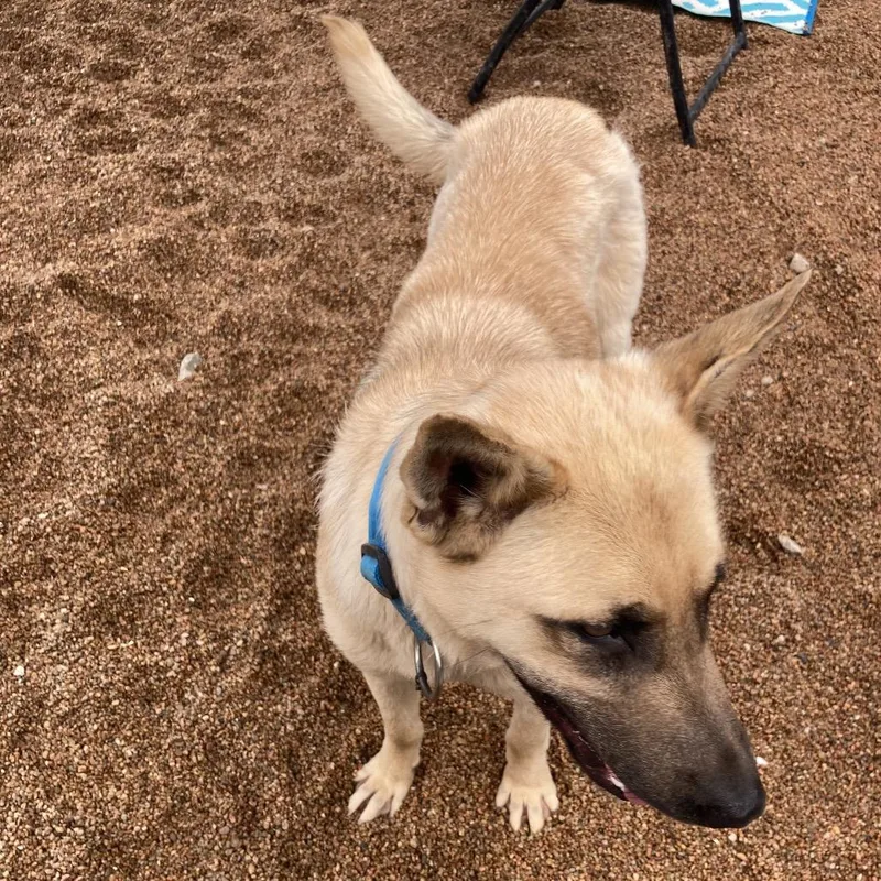 A young medium-sized male Yellow / Tan / Blond / Fawn Shepherd dog named Toby for adoption in Sand Springs, OK