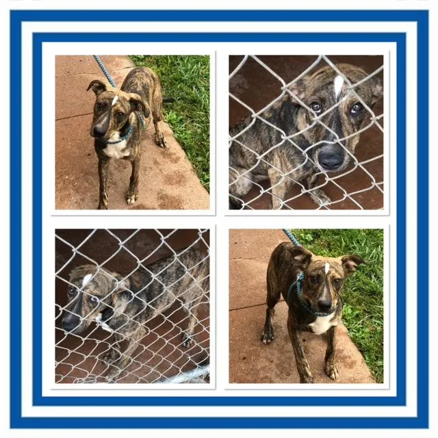 A baby medium-sized male Brindle Mixed Breed dog named Harvest for adoption in Buckhannon, WV