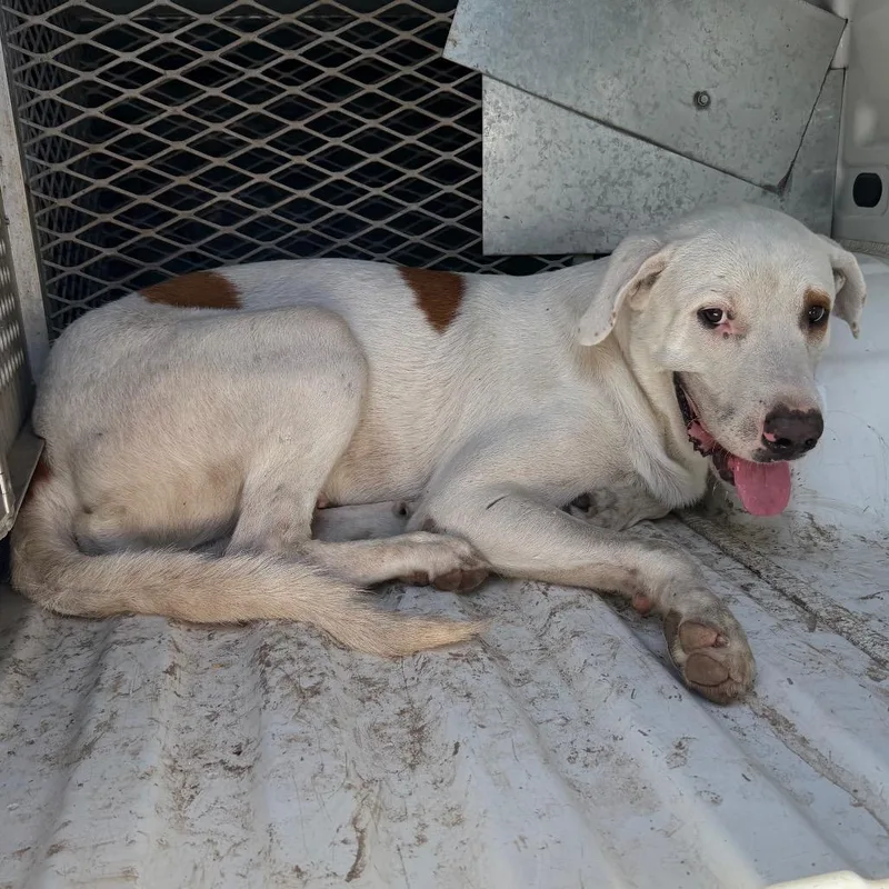 An adult small-sized male White / Cream Retriever dog named P Terry for adoption in Edinburg, TX