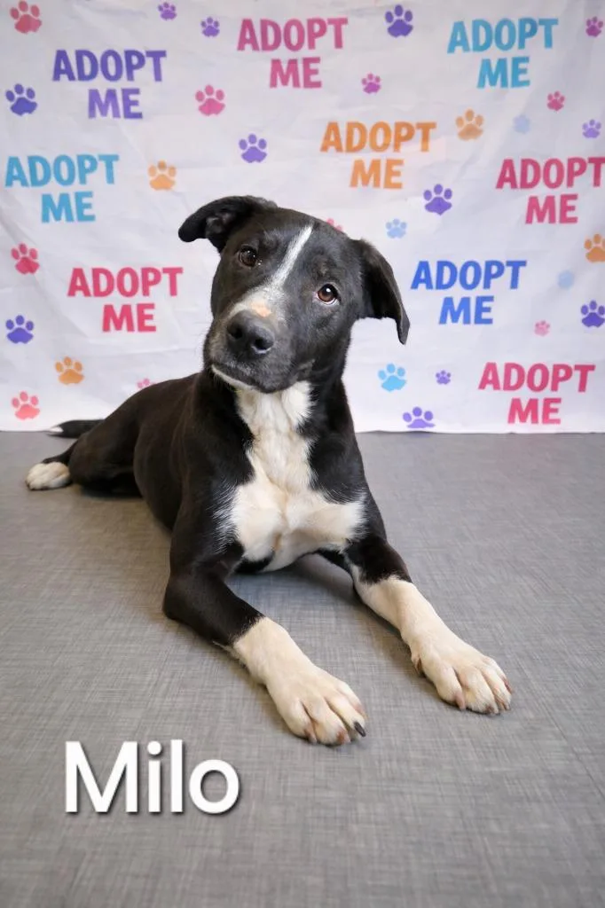 Milo Yrly thumbnail 2