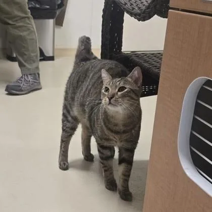 An adult large-sized male Tabby (Gray / Blue / Silver) Domestic Short Hair cat named Orbit for adoption in Phoenixville, PA