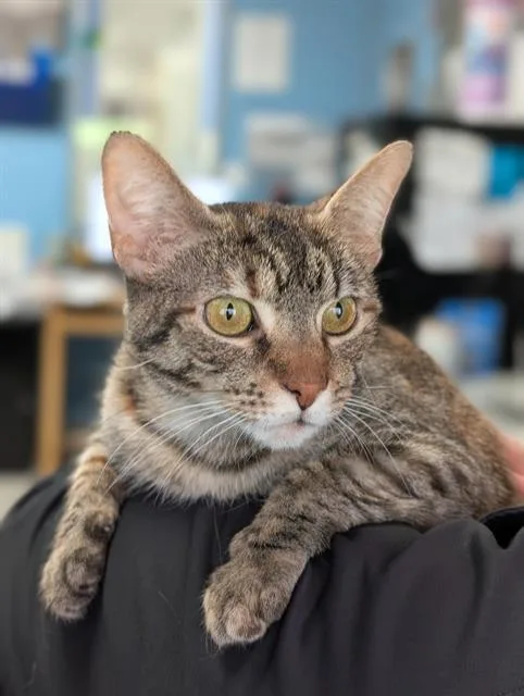 A young medium-sized female Domestic Short Hair cat named Carmella for adoption in Canfield, OH