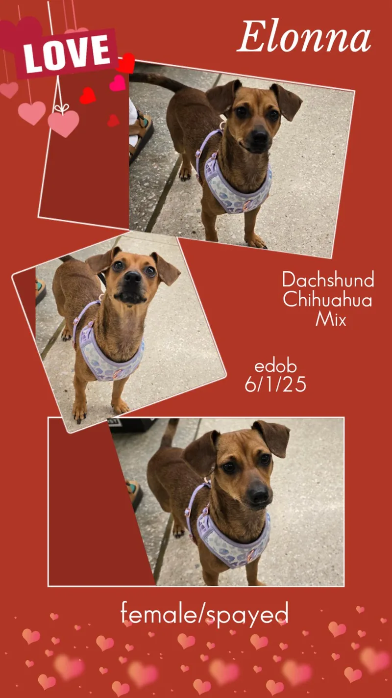 A young small-sized female Red / Chestnut / Orange Dachshund dog named Elonna ORThw for adoption in Missouri City, TX