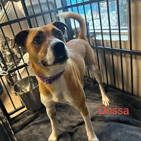 A young medium-sized female Mixed Breed dog named Dessa for adoption in Knoxville, TN