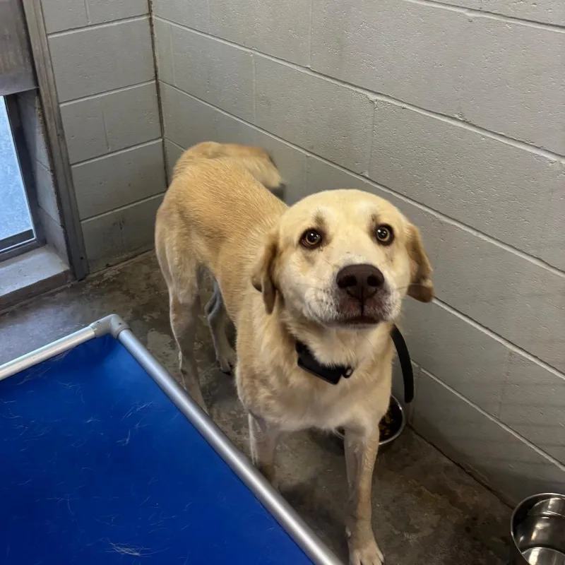 An adult large-sized male White / Cream Yellow Labrador Retriever dog named Clay for adoption in Brookfield, MO