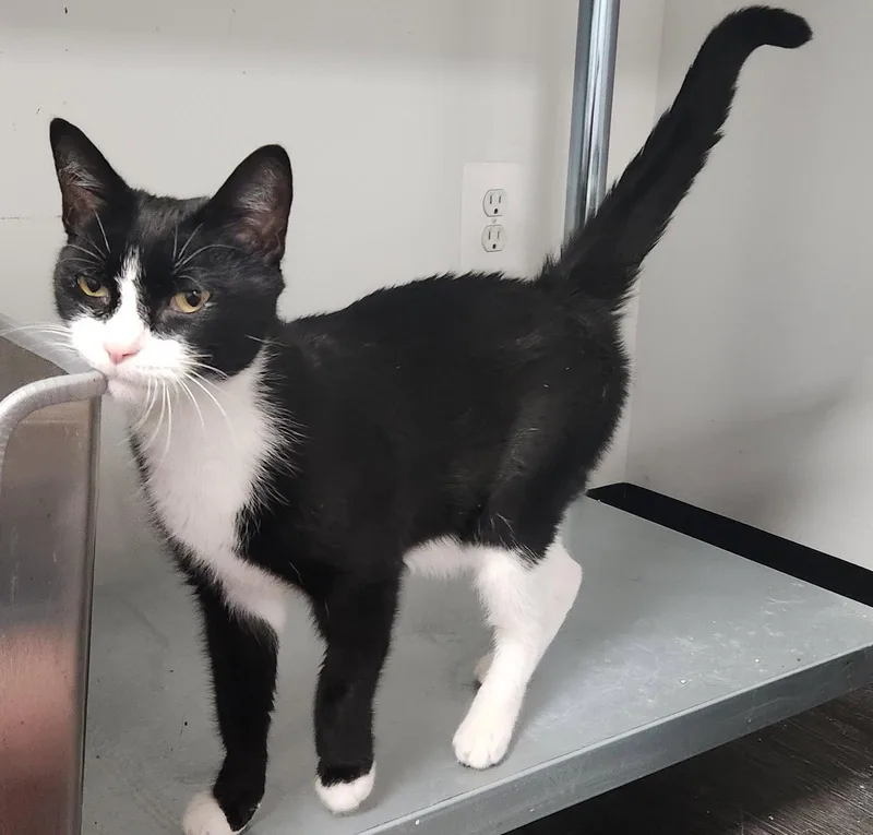 An adult medium-sized male Black & White / Tuxedo Domestic Short Hair cat named Little Foot for adoption in Herndon, VA