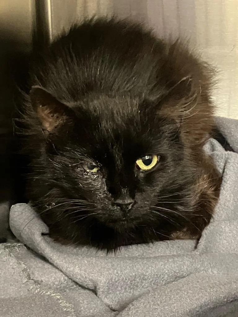 A young medium-sized male Domestic Short Hair cat named Quill for adoption in Christiansburg, VA